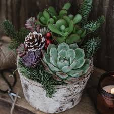 Introducing our pro mix formula. Arizonaeast 6 In Mixed Succulents In Planter Lwaltcs Lowes Com Succulents Succulents Garden Cacti And Succulents