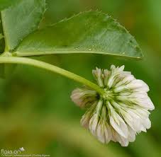Image result for Trifolium isthmocarpum