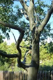 Image result for Eucalyptus torelliana