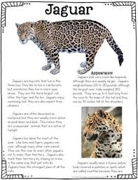Rainforest Animals Informational Articles Comprehension Activities Bundle Rainforest Animals Animal Articles Animals