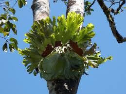 Image result for parožnatka Platycerium