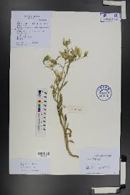 Image result for Lactuca lasiorhiza