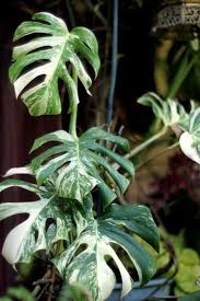 Pin On Green Thumb