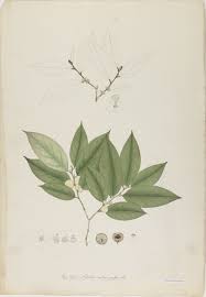 Image result for Chaetocarpus