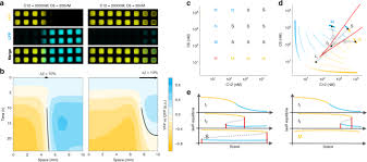He is a howard hughes medical institute (hhmi) investigator, professor of. Interpretation Of Morphogen Gradients By A Synthetic Bistable Circuit Nature Communications