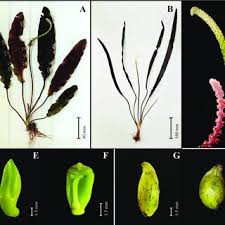 Image result for Aponogeton stuhlmannii