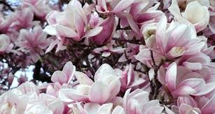 See pictures of all of the state flowers. Louisiana State Flower The Magnolia Proflowers Blog Beautiful Flowers Most Beautiful Flowers International Flowers