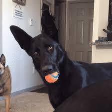 images?q=tbn:ANd9GcQRxAIriEdZtcMmshqtQoW