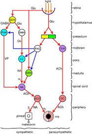 Frontiers Functional Organization Of The Sympathetic Pathways Controlling The Pupil Light Inhibited And Light Stimulated Pathways Neurology