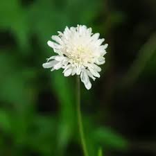 Image result for Scabiosa drakensbergensis