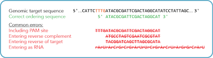 Phage resistance provides 'biotech bounty' in the 100 years since their discovery, bacteriophages have significantly. Crispr Cas12a Cpf1 Crrna Oligo Entry