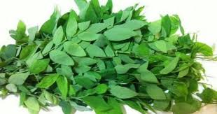 Biji selasih juga dapat melancarkan sirkulasi darah dalam tubuh. 5 Jenis Daun Ini Berkhasiat Untuk Obat Herbal Popmama Com