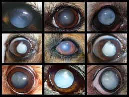 While visual changes are common in aging pups, it's important to monitor, track, and report these changes to your veterinarian. My Dog Has Blue Eyes Causes And Treatment