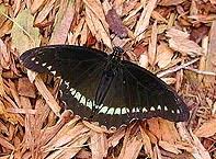 Image result for Dicliptera pumila