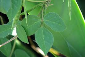 Image result for Macrotyloma