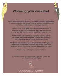 Bird Doesn T Care About Being Eaten Pin By Pannaiyar On Parrots Pet Birds Cockatiel Care Bird Facts