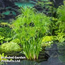 Image result for Cyperus karisimbiensis