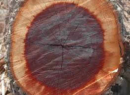 Image result for Schinopsis