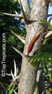 Image result for Acacia borleae