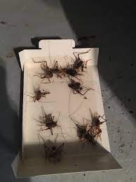 They are found throughout the world with over 100 different kinds found in the united states and canada. Been Dealing With A Camel Cricket Infestation In Our Basement These Glue Traps Seem To Be Doing The Trick But I Still See A Lot That Haven T Been Caught Any Other Ideas
