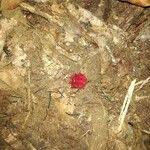 Image result for Thonningia