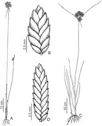 Image result for Utricularia baoulensis