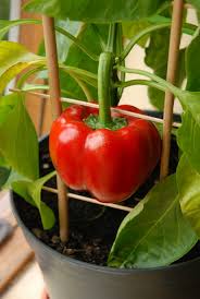 In fact, many floral departments sell ornamental peppers to be grown as indoor ornamentals. This Is A Bell Pepper That I Ve Grown On A Windowsill From Seeds Taken Out Of A Store Bought Pepper Time To Start My Indoor Garden Again 9gag