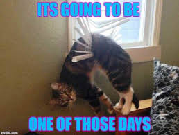 25 Mood Improving Memes For When You Re Having A Bad Day At Work Fairygodboss