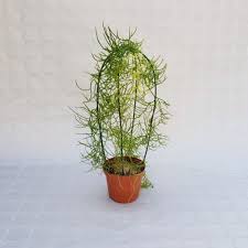 Image result for Bowiea volubilis