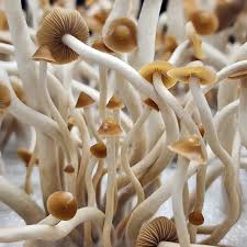 Image result for Psilotrichum sericeum