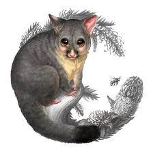 Australian Bush Babies Ii Elise Martinson Portfolio The Loop Australian Animals Animals Artwork
