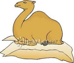 Dromedary camels, which have one hump, and bactrian camels, which have two humps. Resting Camel Royalty Free Clipart Picture
