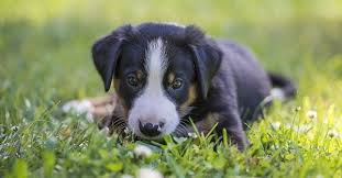 India is a beautiful country that has many languages and attracts many people to come visit. Female Dog Names List Indian With Meaning