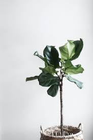 Buying and sending plants online is easy with plants.com. Best Indoor Plants Top 12 For Your Home Milestone Living
