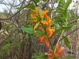 Image result for Gloriosa sessiliflora