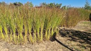 Image result for Chrysopogon nigritanus