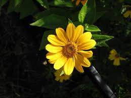 Image result for Maerua becquetii