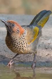 Image result for Erythrocephalum