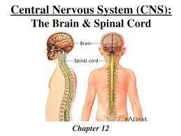 The central nervous system (cns) consists of the brain and the spinal cord. Central Nervous System Cns The Brain Spinal Cord Chapter 12 Ppt Powerpoint