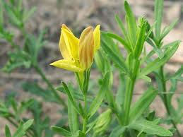 Image result for Menodora heterophylla