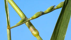 Image result for Urochloa reptans