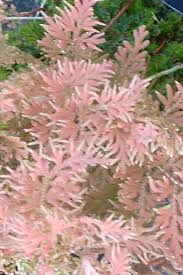 Image result for Selaginella auquieri