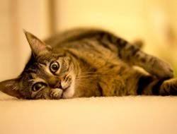 Kedi Isimleri Erkek Disi Kedi Isimleri Miyhav Com