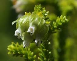 Image result for Erica wildii