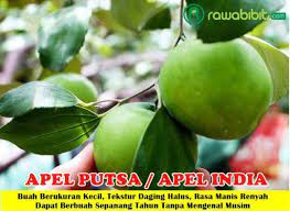 Bibit Apel Putsa Apel India Bibit Tanaman Apel Unggul Dari India Dengan Sifat Yang Genjah Dan Mempunyai Daging Buah Bertekstur Lembut Alpukat Tanaman Apel