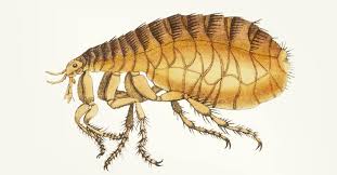 Over 11 million people have used costowl to research average prices and over 350,000 visitors have used our free request for quote tool! 2021 Flea Exterminator Cost Flea Control Prices Explained