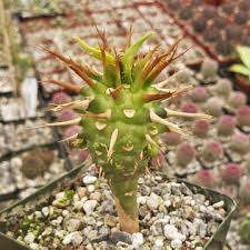 Image result for Vittaria guineensis