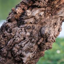Be On The Lookout For These Michigan Tree Diseases Ppm Tree