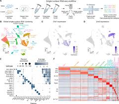 Youtuber arrested after flying pet dog using helium balloons | 2021. A Dopamine Induced Gene Expression Signature Regulates Neuronal Function And Cocaine Response Science Advances