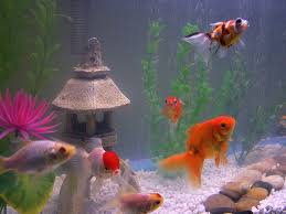 But these four are among the reliable outlets that have diverse. Coolfishtankdecorations Com This Website Is For Sale Coolfishtankdecorations Resources And Information Pet Fish Fish Tank Decorations Small Fish Tanks